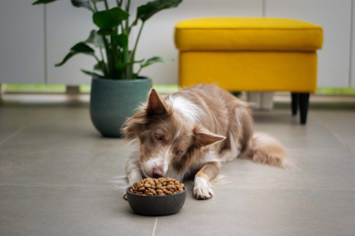 Det rette hundefoder: derfor er det vigtigt