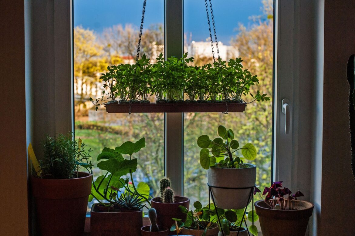 Overvejer du plantekasser? Her er guiden for dig