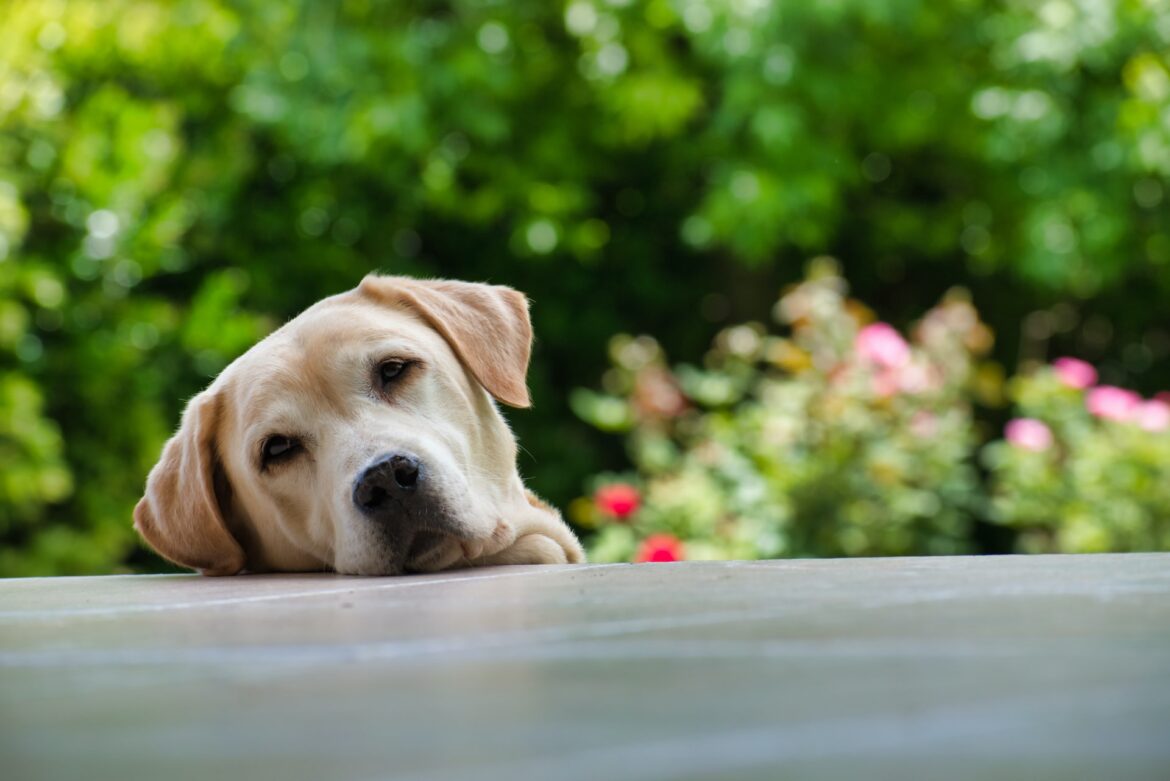 Indretning og anskaffelse af en Labrador Retriever hval