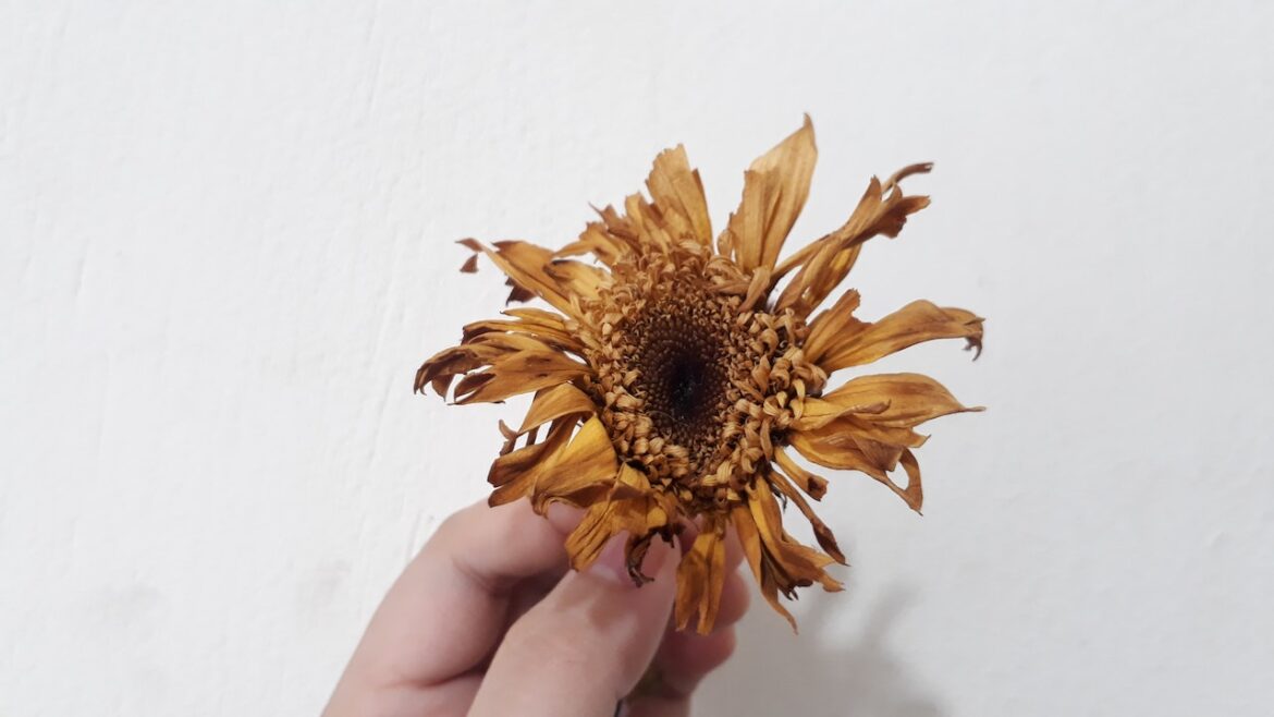 DIY-evighedsbuketter: Sådan laver du dine egne konserverede blomster
